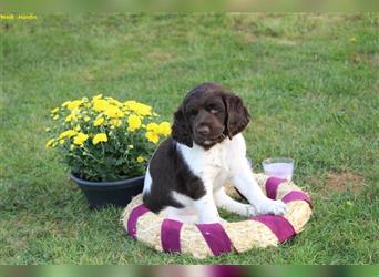 Kleine Münsterländer Welpen