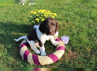 Kleine Münsterländer Welpen