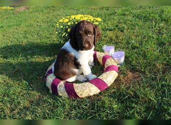 Kleine Münsterländer Welpen