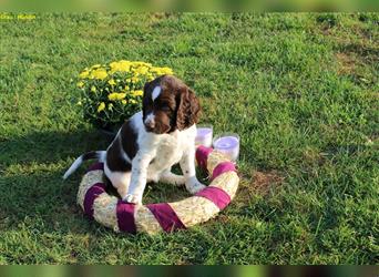 Kleine Münsterländer Welpen