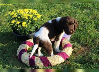 Kleine Münsterländer Welpen