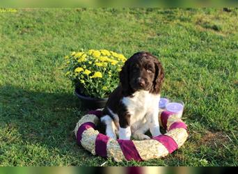 Kleine Münsterländer Welpen