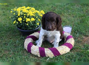 Kleine Münsterländer Welpen