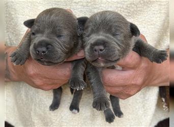 Englischer Staffordshire Bullterrier Welpe