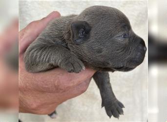 Englischer Staffordshire Bullterrier Welpe