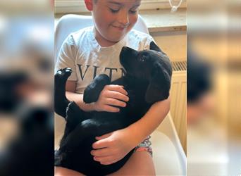 Labrador Welpen geimpft gechipt entwurmt suchen neues Zuhause