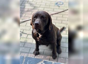 Labrador Welpen geimpft gechipt entwurmt suchen neues Zuhause