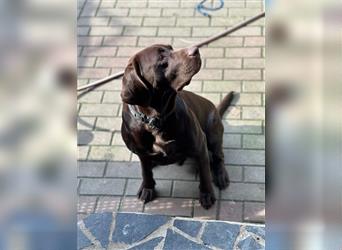 Labrador Welpen geimpft gechipt entwurmt suchen neues Zuhause