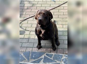 Labrador Welpen geimpft gechipt entwurmt suchen neues Zuhause