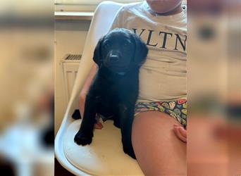 Labrador Welpen geimpft gechipt entwurmt suchen neues Zuhause