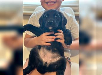 Labrador Welpen geimpft gechipt entwurmt suchen neues Zuhause