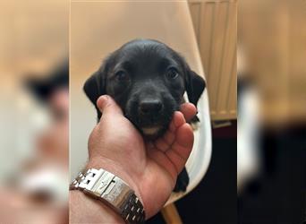 Labrador Welpen geimpft gechipt entwurmt suchen neues Zuhause