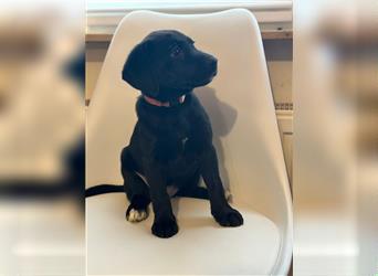 Labrador Welpen geimpft gechipt entwurmt suchen neues Zuhause