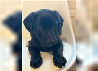 Labrador Welpen geimpft gechipt entwurmt suchen neues Zuhause