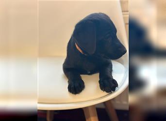 Labrador Welpen geimpft gechipt entwurmt suchen neues Zuhause