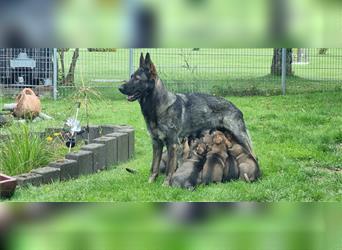 Schäferhund Welpen mit VDH Ahnentafel