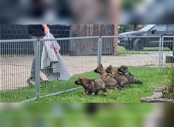 Schäferhund Welpen mit VDH Ahnentafel