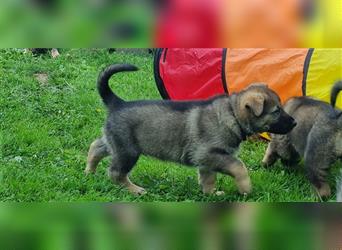 Schäferhund Welpen mit VDH Ahnentafel