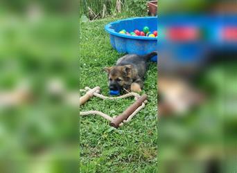 Schäferhund Welpen mit VDH Ahnentafel