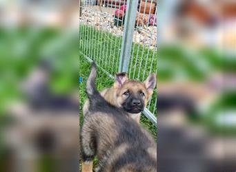 Schäferhund Welpen mit VDH Ahnentafel