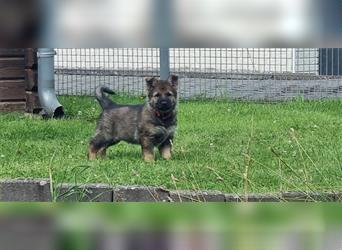 Schäferhund Welpen mit VDH Ahnentafel