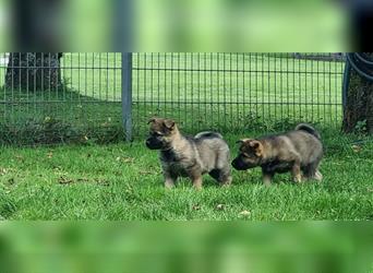 Schäferhund Welpen mit VDH Ahnentafel