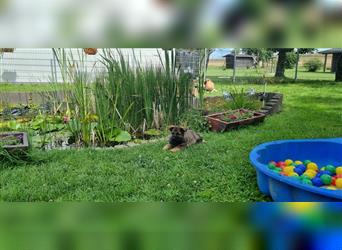 Schäferhund Welpen mit VDH Ahnentafel