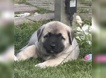 Reinrassige Kangal Welpen