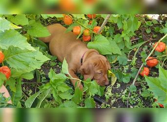 Magyar Vizsla Welpen reinrassig,alle Welpen sind reserviert