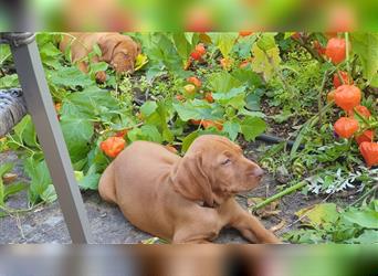 Magyar Vizsla Welpen reinrassig,alle Welpen sind reserviert