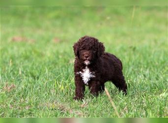 Lagotto Romagnolo