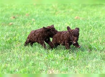 Lagotto Romagnolo