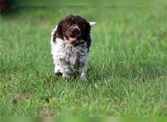 Lagotto Romagnolo