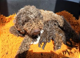 Lagotto Romagnolo