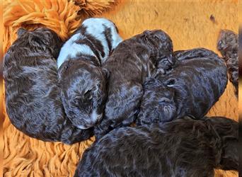 Lagotto Romagnolo