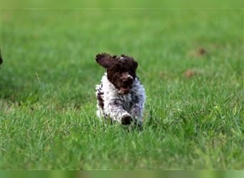 Lagotto Romagnolo