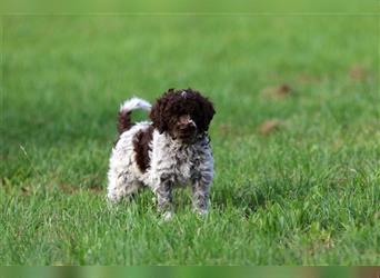 Lagotto Romagnolo