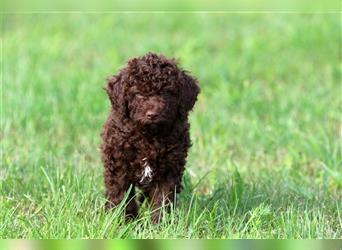 Lagotto Romagnolo