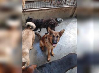 Whisky deutscher Schäferhund Mischling Rüde Junghund sucht Zuhause oder Pflegestelle