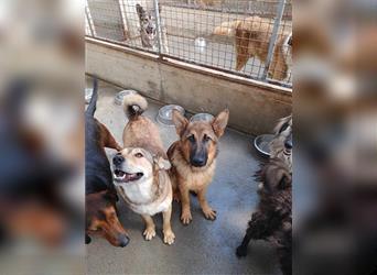 Whisky deutscher Schäferhund Mischling Rüde Junghund sucht Zuhause oder Pflegestelle