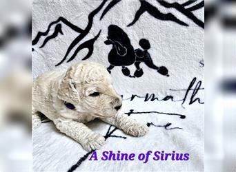 Sagarmatha Fire A Shine Of Sirius
