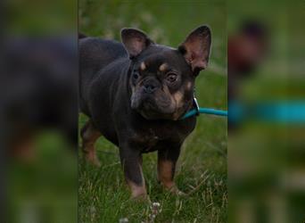 LIZZY-eine anhängliches Bulldoggen Mädchen