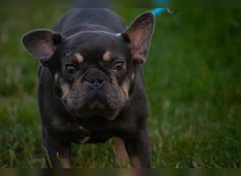 LIZZY-eine anhängliches Bulldoggen Mädchen