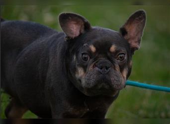 LIZZY-eine anhängliches Bulldoggen Mädchen