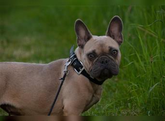 Roxy unser noch schüchternes Bulli-Mädchen