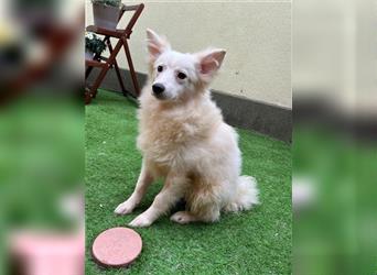 Diego-SR, sucht Familie zum Spielen und Spazieren