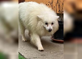 Elvis-SR, kleiner Rockstar möchte gerne groß rauskommen