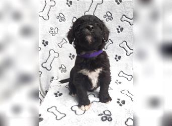 Aussiedoodle, Welpe