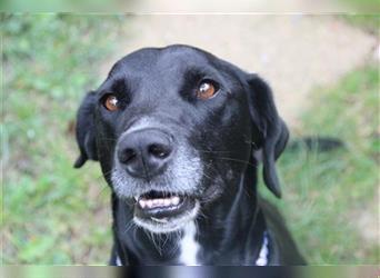 Justus, Labrador-Jagdhund-Mix, geb. 2021, freundlicher, ruhiger, sozialer Rüde