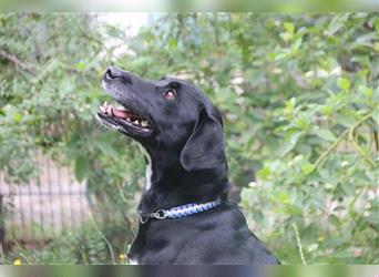 Justus, Labrador-Jagdhund-Mix, geb. 2021, freundlicher, ruhiger, sozialer Rüde